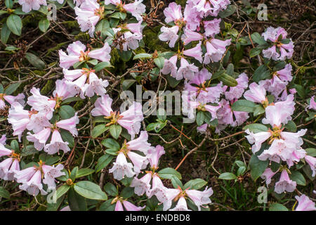 Weiß-rosa Rhododendron Blüten Stockfoto