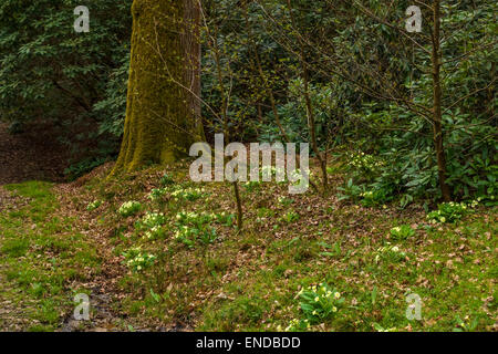 Waldlichtung mit Bach und Primeln im Frühjahr Stockfoto