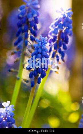 Blaue Traubenhyazinthen blühen im Garten unter der Sonne Stockfoto