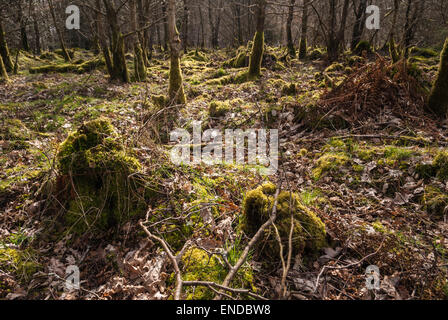 Der Waldboden von einem Mischwald Stockfoto