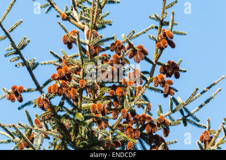 Tannenzapfen eines jungen Baums Sitka-Fichte, Picea Sitchensis gegen einen blauen Frühlingshimmel. Stockfoto