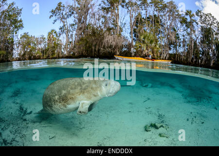 Trichechus Manatus Latirostris, westindischen oder Florida Seekuh, Seekuh, drei Schwestern, Kings Bay, Crystal River, Florida, USA Stockfoto