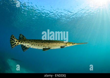 Lepisosteus Osseus, Longnose Gar, Rainbow River, Dunnellon, Marion County, Florida, Vereinigte Staaten von Amerika, USA Stockfoto