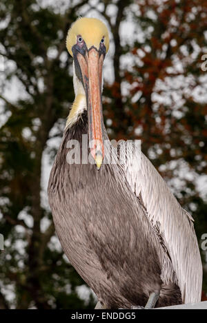 Pelecanus Occidentalis, Brown Pelican, Ginnie Frühling, High Springs, Gilchrist County, Florida, USA, Vereinigte Staaten Stockfoto