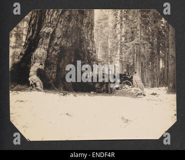 Touristen, die den *Wawona Tunnel Tree* im *Yosemite National Park* besuchen, werden auf diesem Foto festgehalten. Der legendäre Baum, einer der berühmten Mammutbäume des Parks, wurde ausgehöhlt, um Autos während des frühen 20. Jahrhunderts passieren zu lassen. Stockfoto