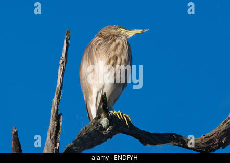 Indien, Uttaranchal, Corbett National Park, Paddybird, Ardeola Grayii Stockfoto