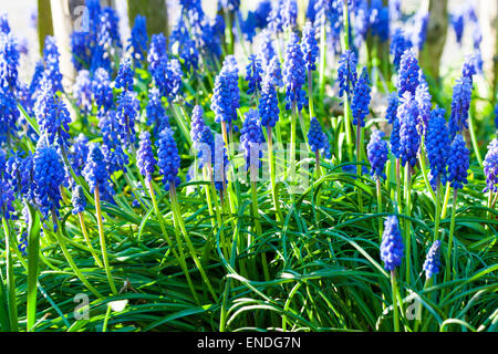 Blaue Traubenhyazinthen blühen im Garten unter der Sonne Stockfoto