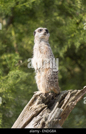 Eine Warnung Erdmännchen Suricata Suricatta Stand oben auf ein Protokoll für Raubtiere zu wachen Stockfoto