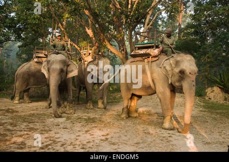 NEPAL, Royal Bardia Nationalpark, drei Elefanten mit mahoots Stockfoto