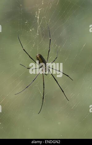 NEPAL, Royal Bardia Nationalpark, Großbaum Spider Stockfoto