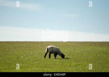 Junges Lamm Weiden auf grünen Rasen auf einer Wiese an einem sonnigen Tag Stockfoto