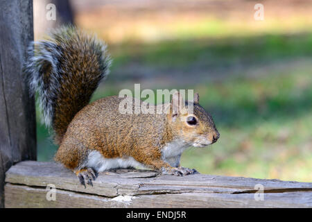 Sciurus Carolinensis, östliche graue Eichhörnchen, Ginnie Frühling High Springs, Gilchrist County, Florida, USA, Vereinigte Staaten Stockfoto
