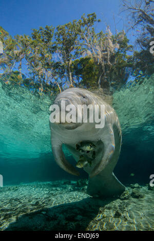 Trichechus Manatus Latirostris, westindischen oder Florida Seekuh, Seekuh, drei Schwestern, Kings Bay, Crystal River, Florida, USA Stockfoto