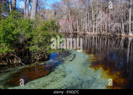Santa Fe River, Ginnie Frühling, High Springs, Gilchrist County, Florida, USA, Vereinigte Staaten von Amerika Stockfoto