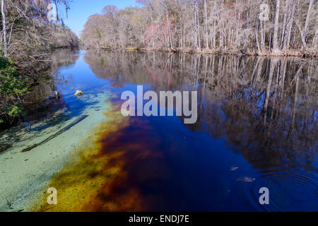 Santa Fe River, Ginnie Frühling, High Springs, Gilchrist County, Florida, USA, Vereinigte Staaten von Amerika Stockfoto