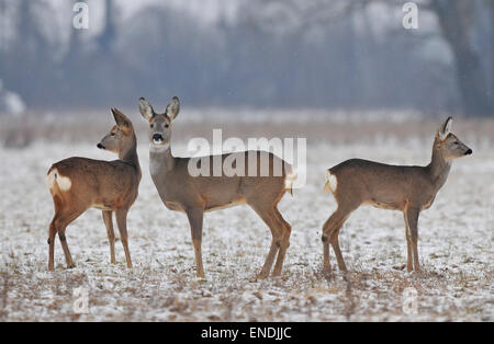 Kleines Reh Herde im winter Stockfoto