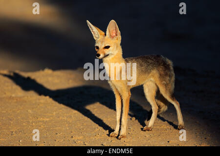 Kap-Fuchs (Vulpes Chama) im späten Nachmittag Licht, Kalahari-Wüste, Südafrika Stockfoto