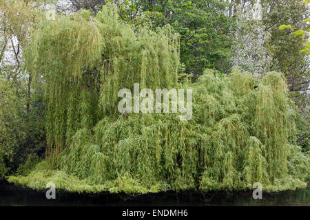 Trauerweide Baum am Ufer eines Flusses in England Stockfoto