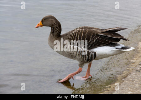 Graugans Gans Überschrift in der Serpentine See in London Stockfoto