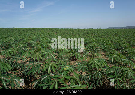 Sonnenblume Bauernhof Feld Gehweg Baum Pflanze Boden Landwirtschaft Landwirt job Stockfoto