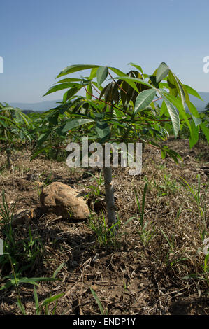 Sonnenblume Bauernhof Feld Gehweg Baum Pflanze Boden Landwirtschaft Landwirt job Stockfoto