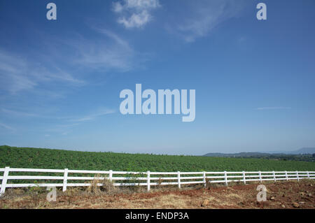 Sonnenblume Bauernhof Feld Gehweg Baum Pflanze Boden Landwirtschaft Landwirt job Stockfoto