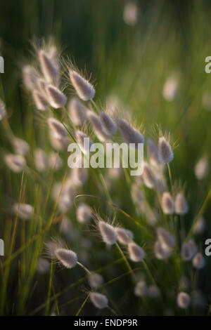 Hasen tail Grass wachsen auf Sand Dünen gegen Laub, Website des britischen Normandie, Normandie Strand, Frankreich Stockfoto