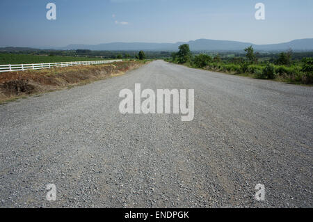 Sonnenblume Bauernhof Feld Gehweg Baum Pflanze Boden Landwirtschaft Landwirt job Stockfoto