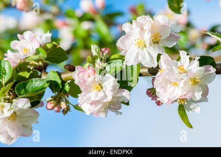 Rosa und weiße Blüte Blüten eines Apfelbaums Stockfoto