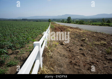 Sonnenblume Bauernhof Feld Gehweg Baum Pflanze Boden Landwirtschaft Landwirt job Stockfoto