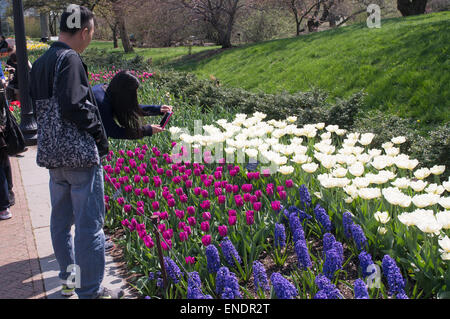 Frau fotografieren Anzeige der Tulpen Brooklyn Botanic Garden, NYC, USA Stockfoto