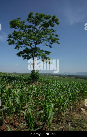 Sonnenblume Bauernhof Feld Gehweg Baum Pflanze Boden Landwirtschaft Landwirt job Stockfoto