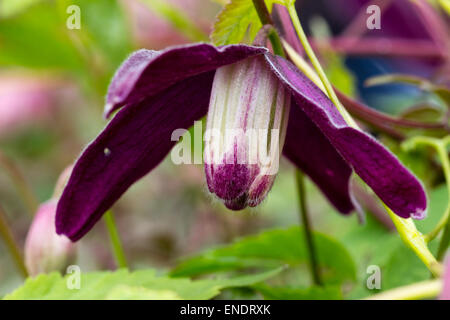 Pflaume lila Blumen winterhart Clematis Koreana 'Purple Rain', ein Verwandter von C.alpina Stockfoto