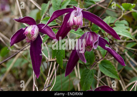 Pflaume lila Blumen winterhart Clematis Koreana 'Purple Rain', ein Verwandter von C.alpina Stockfoto