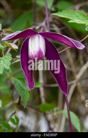 Pflaume lila Blumen winterhart Clematis Koreana 'Purple Rain', ein Verwandter von C.alpina Stockfoto