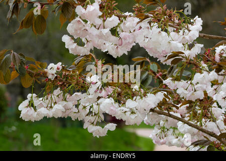 Frühlingsblumen der ornamentalen japanische Kirsche, Prunus "Matsumae-Fuki" Stockfoto