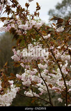 Frühlingsblumen der ornamentalen japanische Kirsche, Prunus "Matsumae-Fuki" Stockfoto