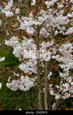 Frühlingsblumen der ornamentalen japanische Kirsche, Prunus 'Matsumae-Fuki', im Westen als Prunus "Chocolate Ice" verkauft. Stockfoto