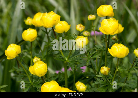 Gelbe Kugel Blumen des Frühlings Blüte UK einheimischen Trollblume europaeus Stockfoto