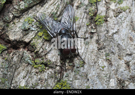 Stubenfliege (Musca Domestica) platziert auf der Rinde eines Baumes Stockfoto