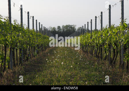 Italienischen Weinberg im zeitigen Frühjahr, Italien, Friaul Stockfoto