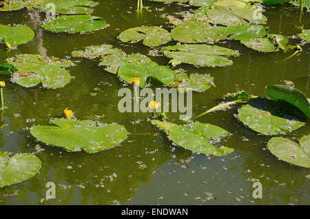 Seerose im Teich Stockfoto