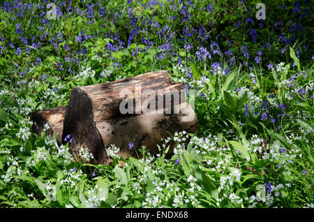 Wilder Knoblauch Bärlauch wissenschaftlichen Namen Allium Ursinum und ein Protokoll mit Bluebell Hyacinthoides non scripta Stockfoto