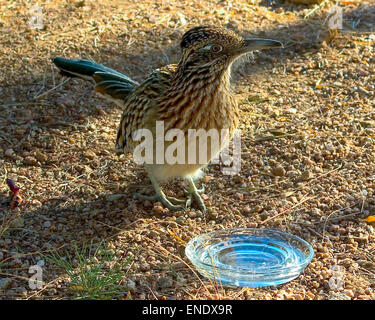 Eine zahme Erwachsenen Road Runner, Geococcyx Californianus, am Wassernapf in Tucson Arizona. Closeup. Stockfoto