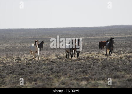 Seltene und schwer fassbare Wildpferde in der roten Wüste von Wyoming Stockfoto