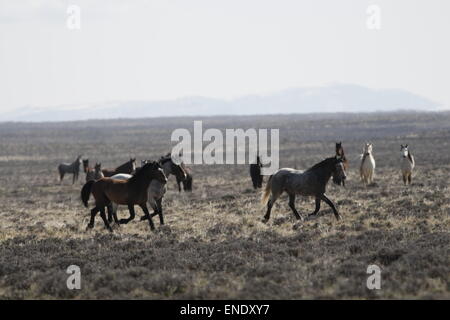 Seltene und schwer fassbare Wildpferde in der roten Wüste von Wyoming Stockfoto