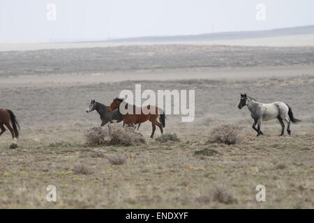 Seltene und schwer fassbare Wildpferde in der roten Wüste von Wyoming Stockfoto