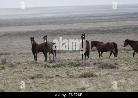 Seltene und schwer fassbare Wildpferde in der roten Wüste von Wyoming Stockfoto