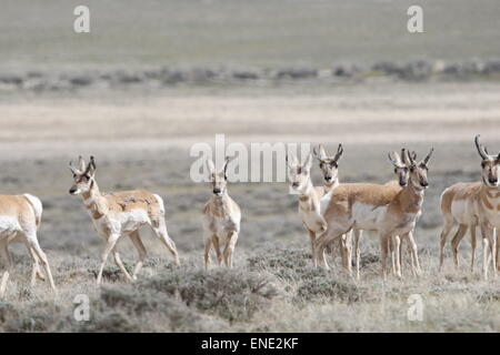 Pronghorn Antilope, Antilocapra Americana, Herde in der roten Wüste von Wyoming Stockfoto