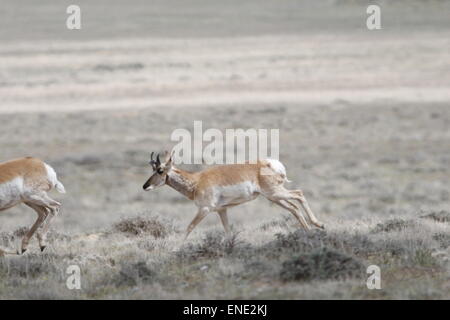 Pronghorn Antilope, Antilocapra Americana, Herde in der roten Wüste von Wyoming Stockfoto